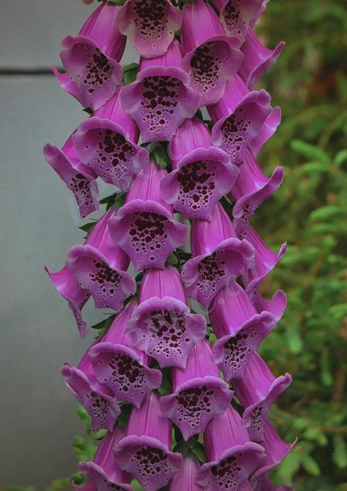 垂叶榕有毒吗？垂叶榕作用？-第2张图片-优品飞百科