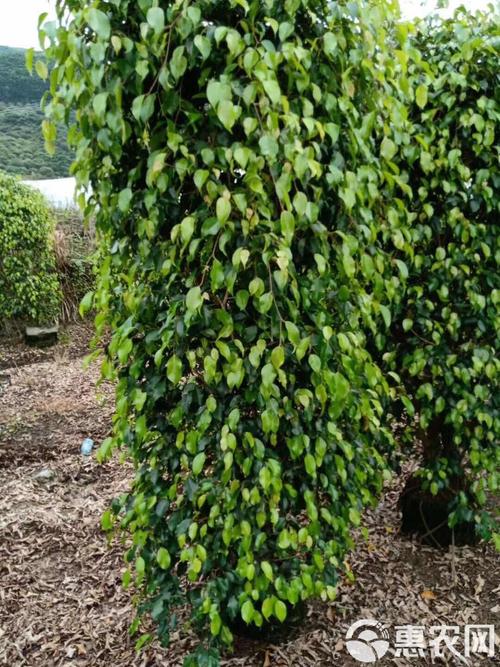 垂叶榕有毒吗？垂叶榕作用？-第3张图片-优品飞百科