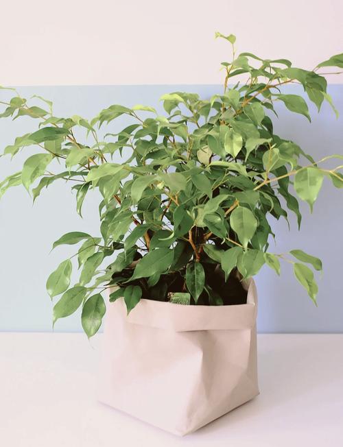 垂叶榕有毒吗？垂叶榕作用？-第5张图片-优品飞百科