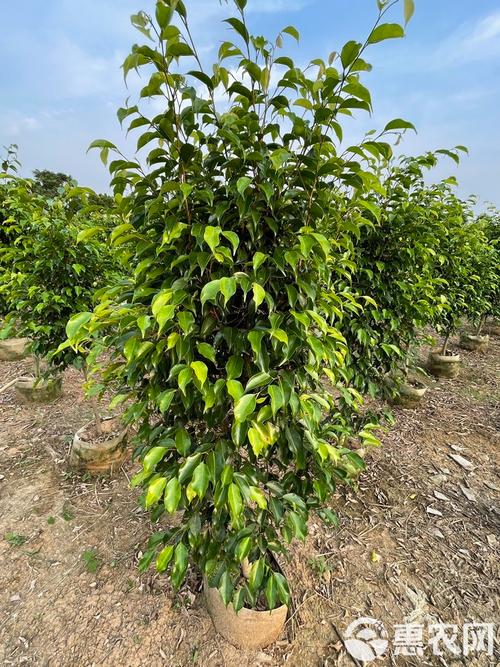 垂叶榕有毒吗？垂叶榕作用？-第6张图片-优品飞百科