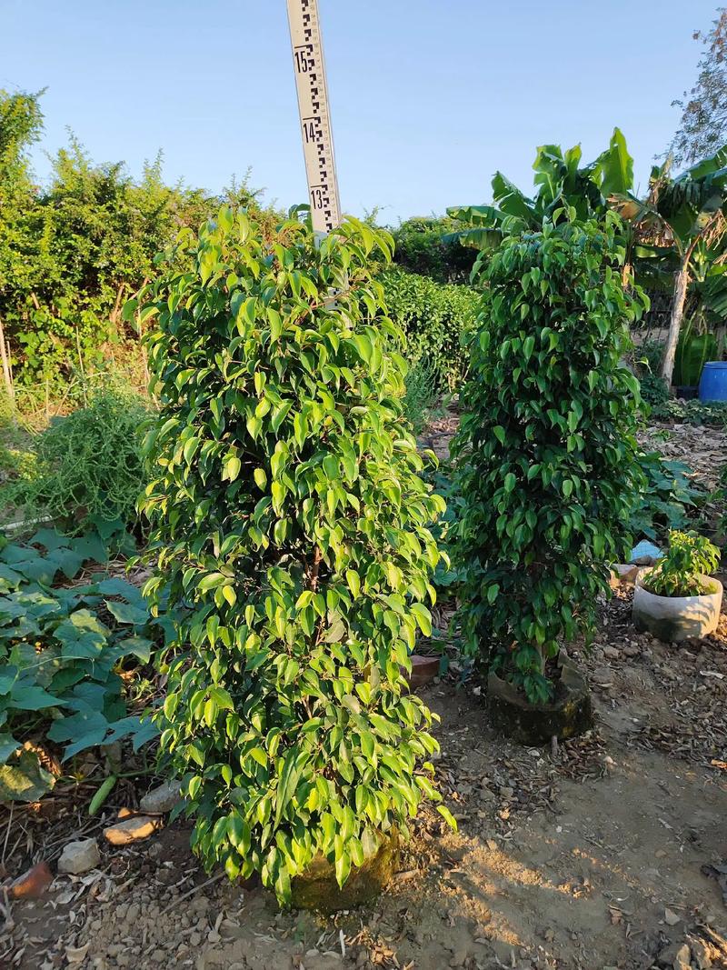 垂叶榕有毒吗？垂叶榕作用？-第7张图片-优品飞百科