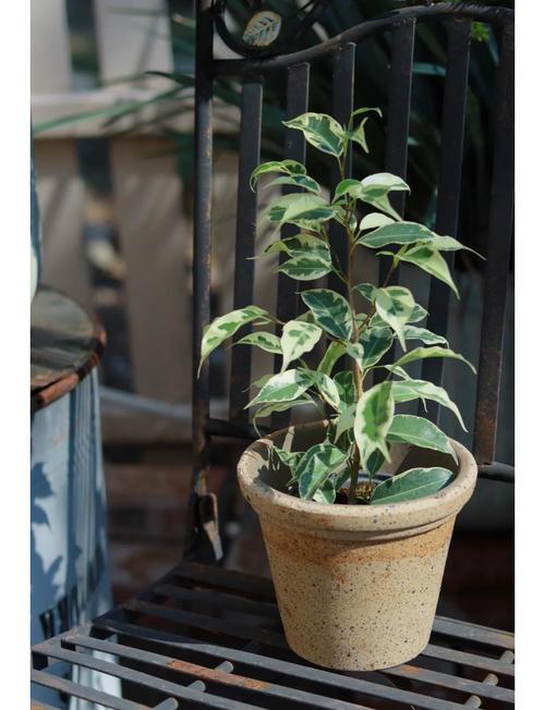 垂叶榕有毒吗？垂叶榕作用？-第8张图片-优品飞百科