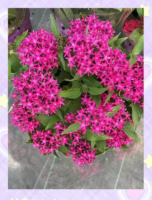 繁星花有毒吗？繁星花有毒吗对人体有害吗？