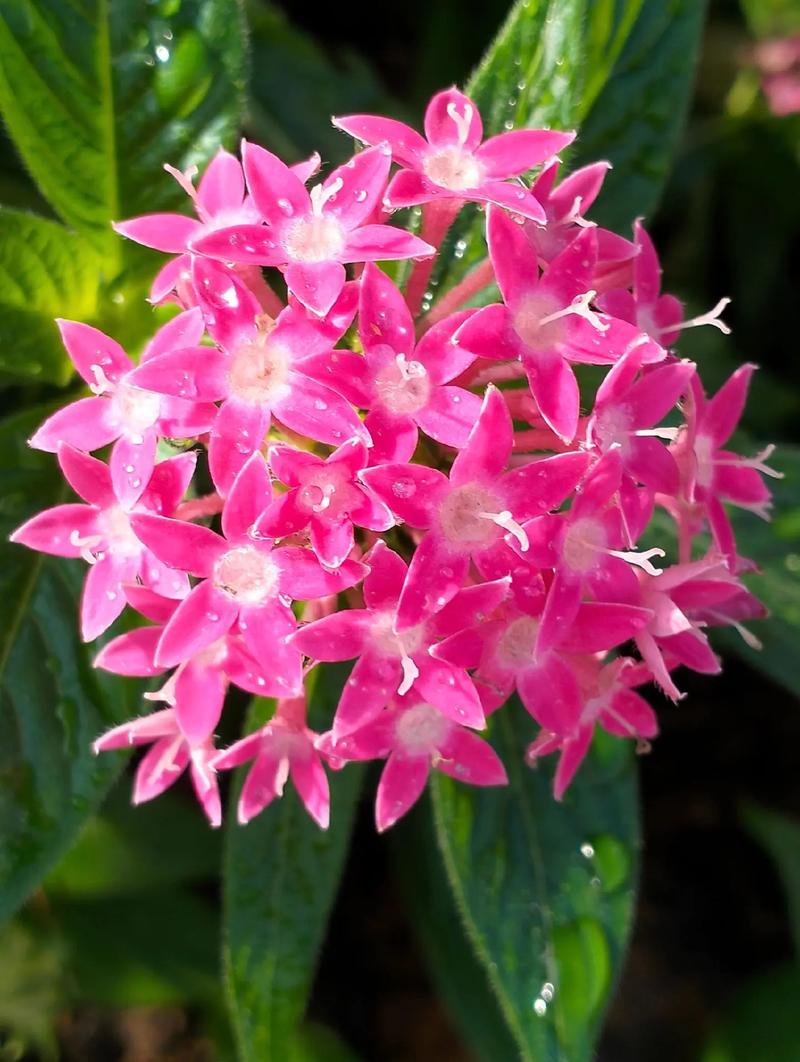 繁星花有毒吗？繁星花有毒吗对人体有害吗？-第2张图片-优品飞百科