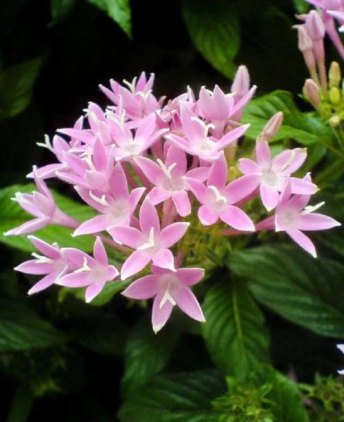 繁星花有毒吗？繁星花有毒吗对人体有害吗？-第5张图片-优品飞百科