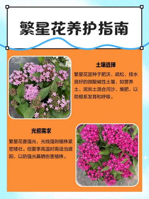 繁星花有毒吗？繁星花有毒吗对人体有害吗？-第6张图片-优品飞百科