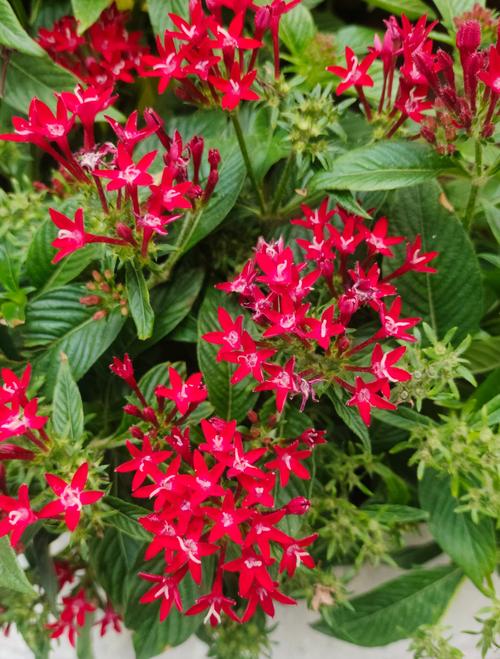 繁星花有毒吗？繁星花有毒吗对人体有害吗？-第7张图片-优品飞百科