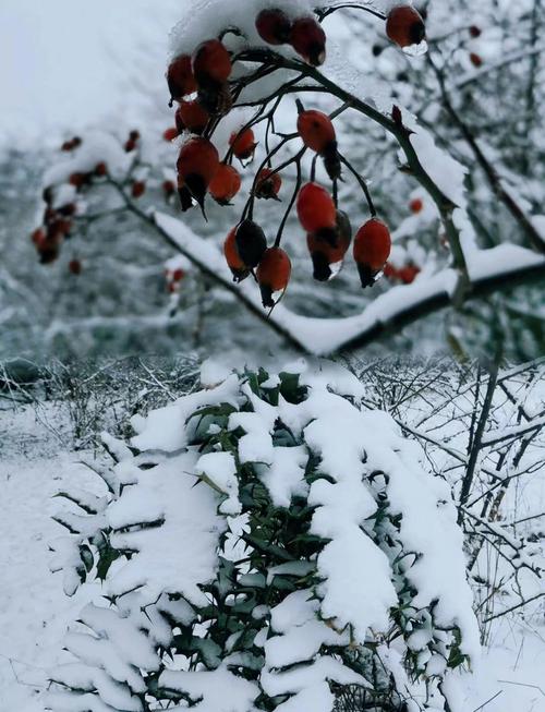 重庆涪陵天气预报，重庆涪陵天气预报40天查询百度？-第5张图片-优品飞百科