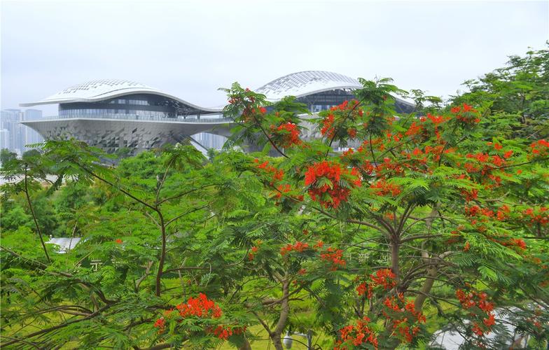 湛江适合养什么花,市花和市树是什么,湛江赏花的地方?-第3张图片-优品飞百科 湛江适合养什么花,市花和市树是什么,湛江赏花的地方?-第3张图片-优品飞百科