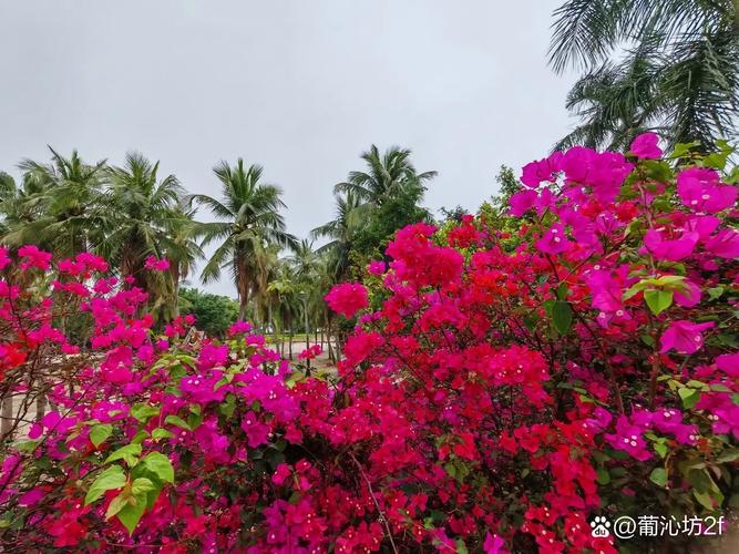 湛江适合养什么花,市花和市树是什么,湛江赏花的地方?-第4张图片-优品飞百科 湛江适合养什么花,市花和市树是什么,湛江赏花的地方?-第4张图片-优品飞百科