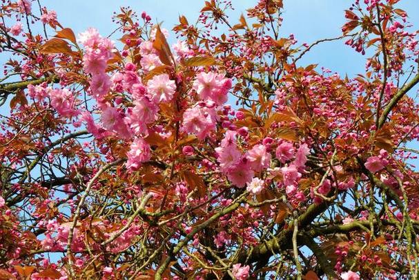 湛江适合养什么花,市花和市树是什么,湛江赏花的地方?-第5张图片-优品飞百科 湛江适合养什么花,市花和市树是什么,湛江赏花的地方?-第5张图片-优品飞百科