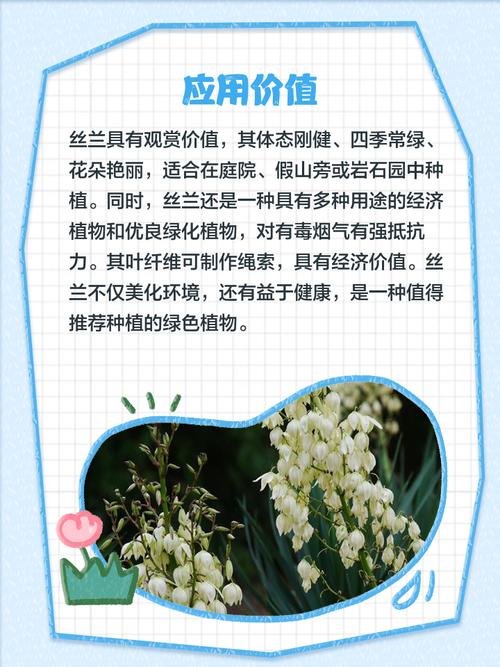 丝兰有什么作用,丝兰学名?-第1张图片-优品飞百科 丝兰有什么作用,丝兰学名?-第1张图片-优品飞百科