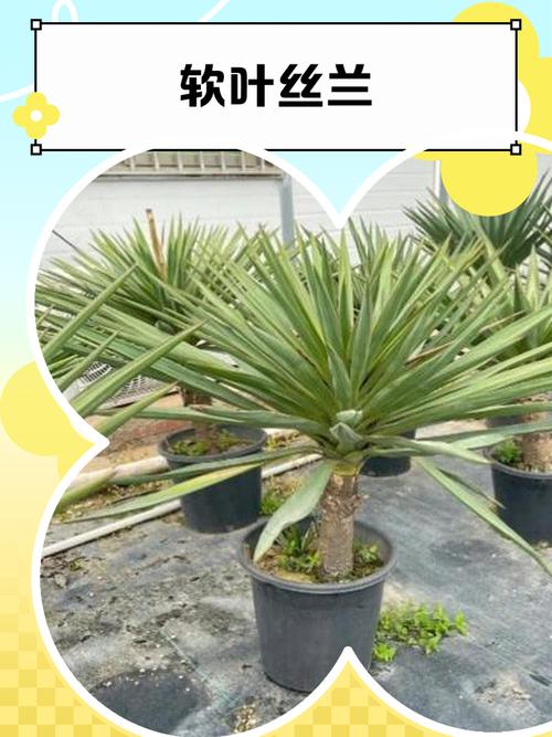 丝兰有什么作用,丝兰学名?-第2张图片-优品飞百科 丝兰有什么作用,丝兰学名?-第2张图片-优品飞百科