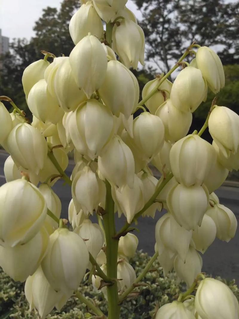 丝兰有什么作用,丝兰学名?-第3张图片-优品飞百科 丝兰有什么作用,丝兰学名?-第3张图片-优品飞百科