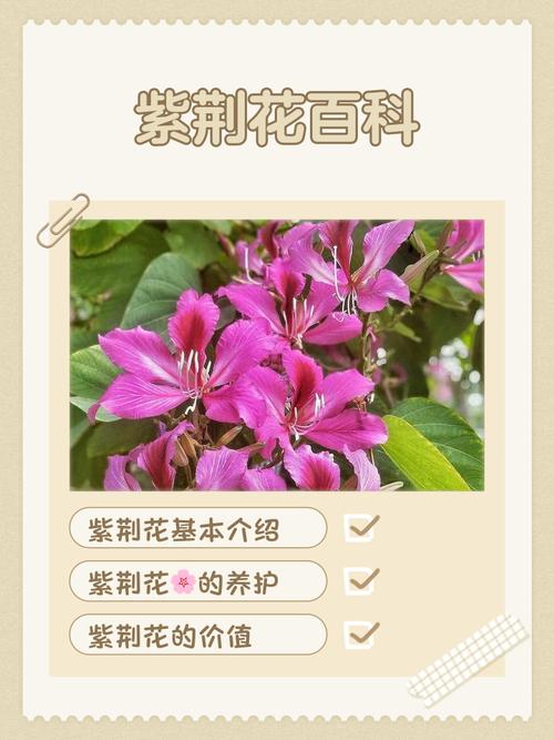 洋紫荆的作用？洋紫荆的作用与功效？