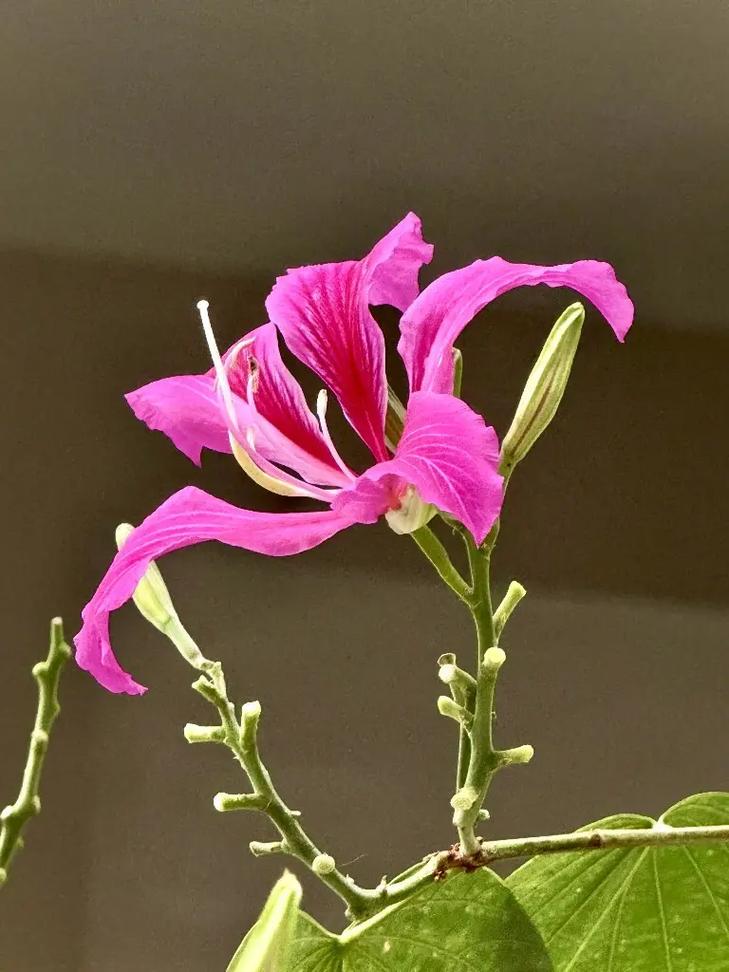 洋紫荆的作用？洋紫荆的作用与功效？-第2张图片-优品飞百科