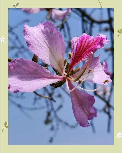 洋紫荆的作用？洋紫荆的作用与功效？-第3张图片-优品飞百科