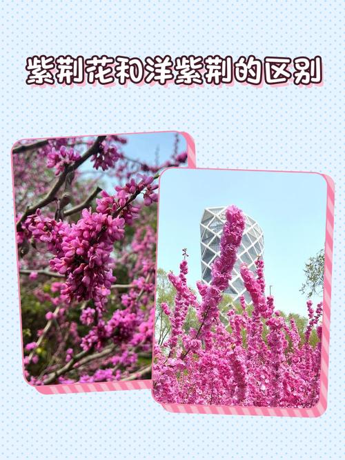 洋紫荆的作用？洋紫荆的作用与功效？-第4张图片-优品飞百科