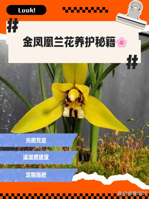 金凤凰兰花什么时候开花，金凤凰兰花什么时候开花啊？