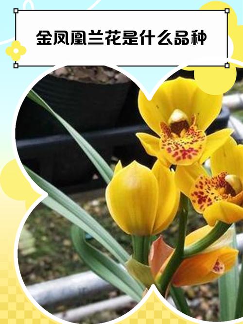 金凤凰兰花什么时候开花，金凤凰兰花什么时候开花啊？-第2张图片-优品飞百科