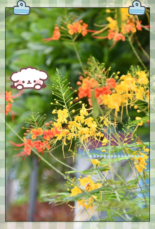 金凤凰兰花什么时候开花，金凤凰兰花什么时候开花啊？-第3张图片-优品飞百科