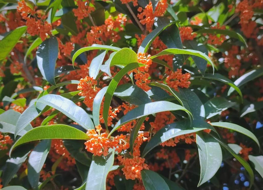 吉水天气预报15天？吉水 天气预报？-第3张图片-优品飞百科