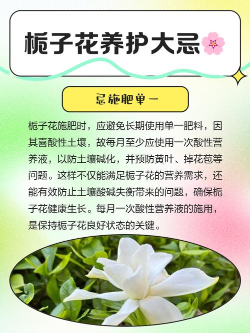 栀子花适合在家里养吗？栀子花适合在家里养吗白色的？-第1张图片-优品飞百科