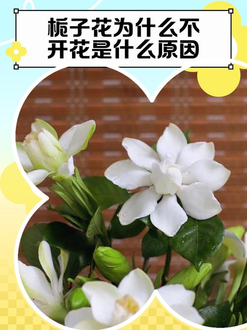 栀子花适合在家里养吗？栀子花适合在家里养吗白色的？-第2张图片-优品飞百科