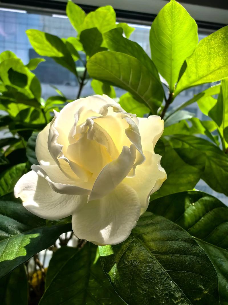 栀子花适合在家里养吗？栀子花适合在家里养吗白色的？-第3张图片-优品飞百科