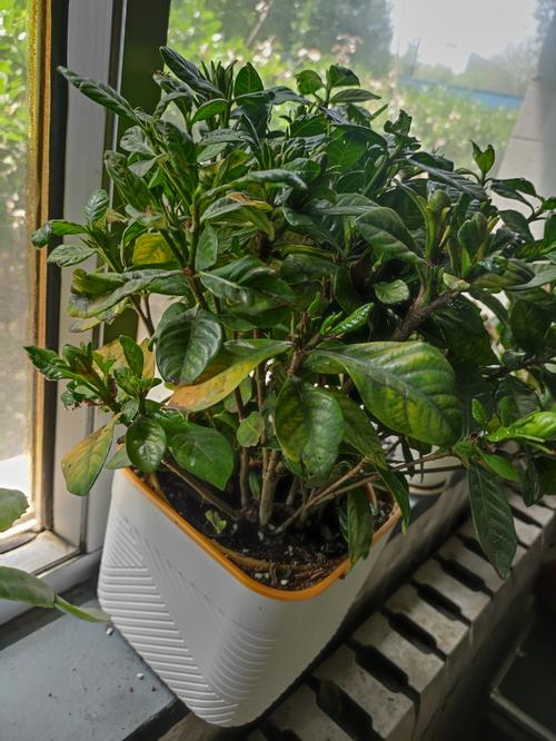 栀子花适合在家里养吗？栀子花适合在家里养吗白色的？-第4张图片-优品飞百科
