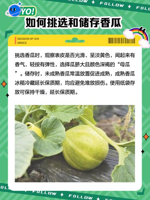 香瓜的功效与作用，香瓜的功效与作用图片