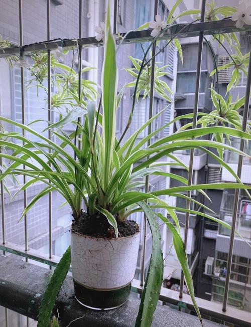 吊兰为什么不能放卧室，室内怎么养才长得好，吊兰适合放房间吗