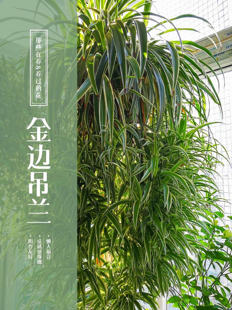 吊兰为什么不能放卧室，室内怎么养才长得好，吊兰适合放房间吗-第2张图片-优品飞百科