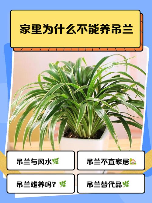 吊兰为什么不能放卧室，室内怎么养才长得好，吊兰适合放房间吗-第3张图片-优品飞百科