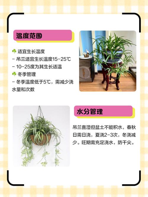 吊兰为什么不能放卧室，室内怎么养才长得好，吊兰适合放房间吗-第4张图片-优品飞百科