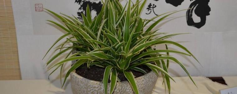 吊兰为什么不能放卧室，室内怎么养才长得好，吊兰适合放房间吗-第5张图片-优品飞百科