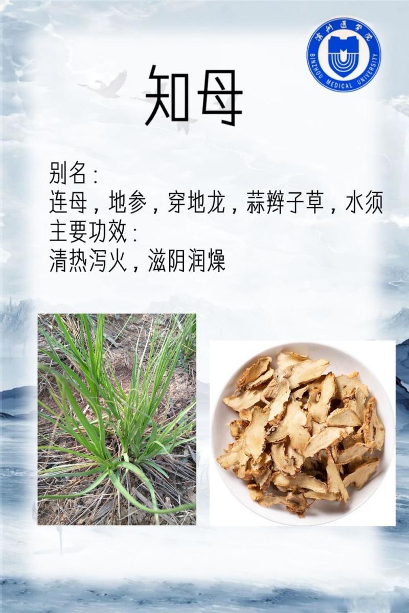 知母的功效与作用，知母的功效与作用及禁忌
