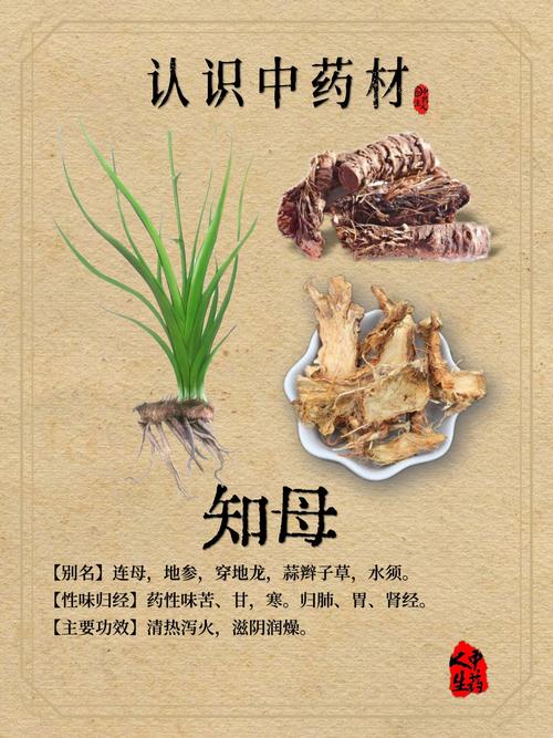 知母的功效与作用，知母的功效与作用及禁忌-第5张图片-优品飞百科