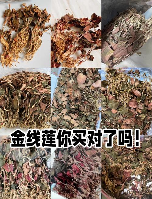 金线莲的费用（多少钱一斤），金线莲在市场上卖多少钱一斤啊-第1张图片-优品飞百科