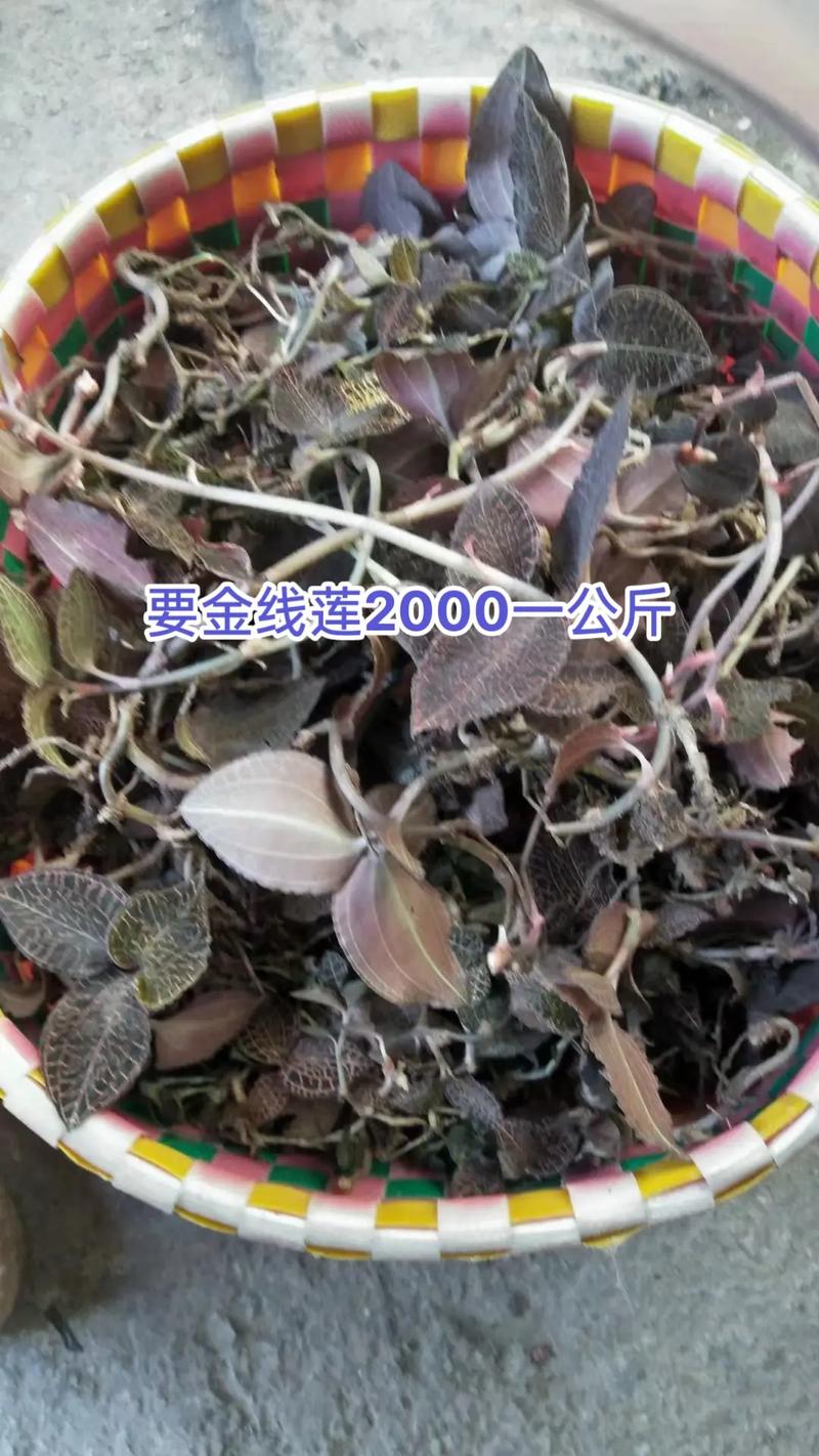 金线莲的费用（多少钱一斤），金线莲在市场上卖多少钱一斤啊-第4张图片-优品飞百科