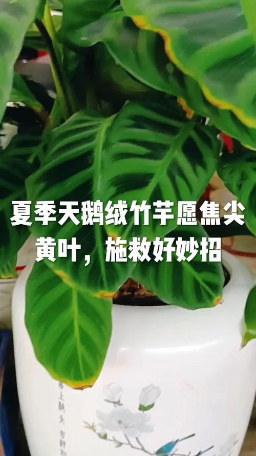 竹芋黄叶的原因和处理办法，竹芋叶子边缘发黄是怎么回事？-第1张图片-优品飞百科