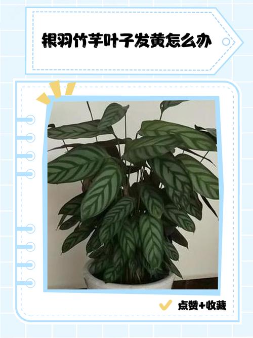 竹芋黄叶的原因和处理办法，竹芋叶子边缘发黄是怎么回事？-第2张图片-优品飞百科