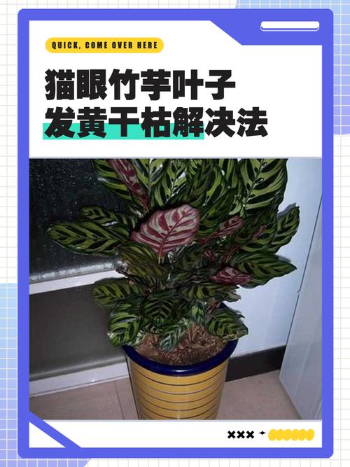 竹芋黄叶的原因和处理办法，竹芋叶子边缘发黄是怎么回事？-第3张图片-优品飞百科