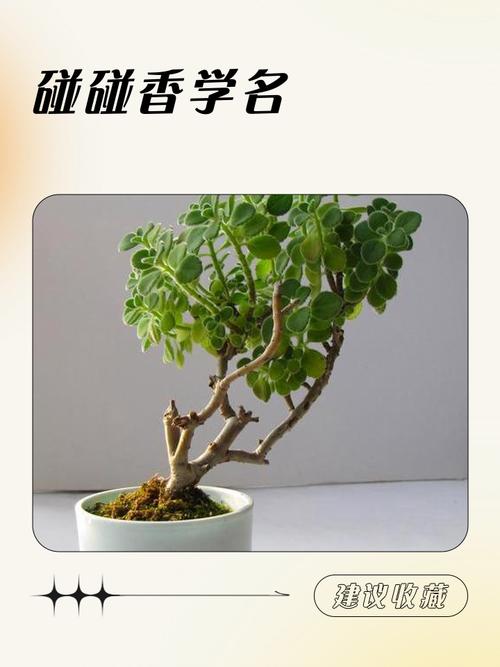 碰碰香有毒吗？碰碰香有毒吗 适合在室内养吗？-第1张图片-优品飞百科