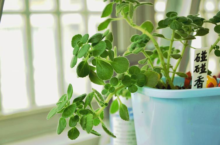 碰碰香有毒吗？碰碰香有毒吗 适合在室内养吗？-第3张图片-优品飞百科