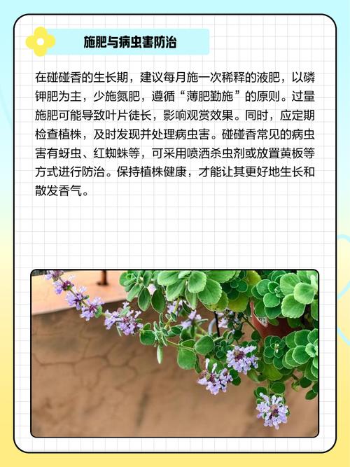 碰碰香有毒吗？碰碰香有毒吗 适合在室内养吗？-第4张图片-优品飞百科