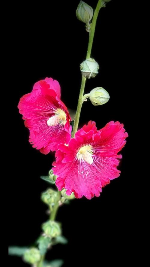 蜀葵的价值？蜀葵别名及药用价值？-第1张图片-优品飞百科