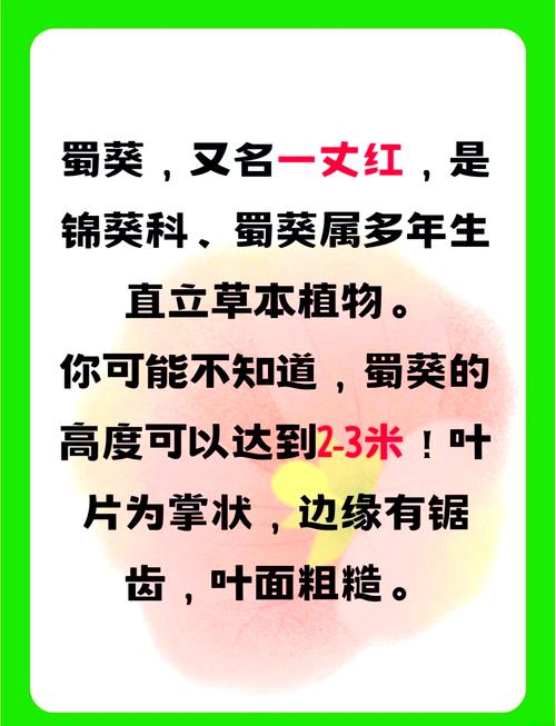 蜀葵的价值？蜀葵别名及药用价值？-第3张图片-优品飞百科
