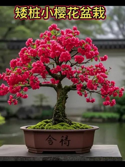 樱花可以放在室内吗?樱花能在屋里养吗?-第3张图片-优品飞百科 樱花可以放在室内吗?樱花能在屋里养吗?-第3张图片-优品飞百科