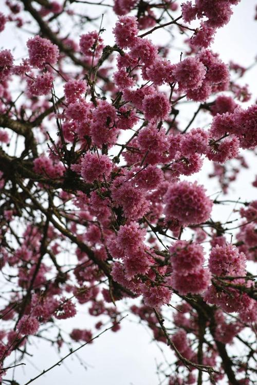 樱花可以放在室内吗?樱花能在屋里养吗?-第6张图片-优品飞百科 樱花可以放在室内吗?樱花能在屋里养吗?-第6张图片-优品飞百科